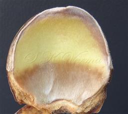  Sepal